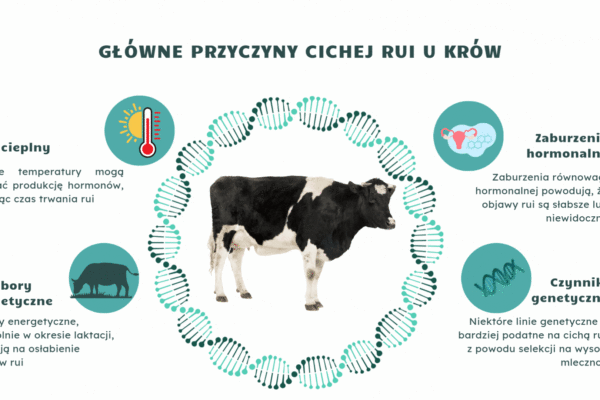 Cicha ruja u krów – przyczyny, rozpoznanie i skuteczne zarządzanie rozrodem