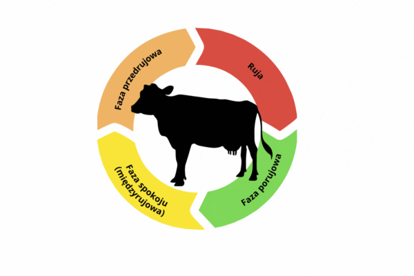 Skuteczna inseminacja bydła – jak zwiększyć szanse na zapłodnienie?