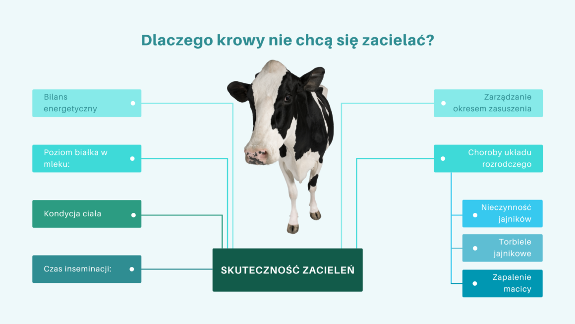 Jakie są najczęstsze problemy z rozrodem u bydła i jak im zapobiegać?