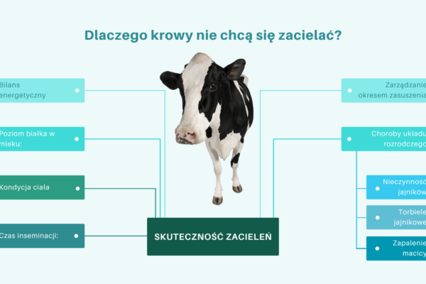 Jakie są najczęstsze problemy z rozrodem u bydła i jak im zapobiegać?