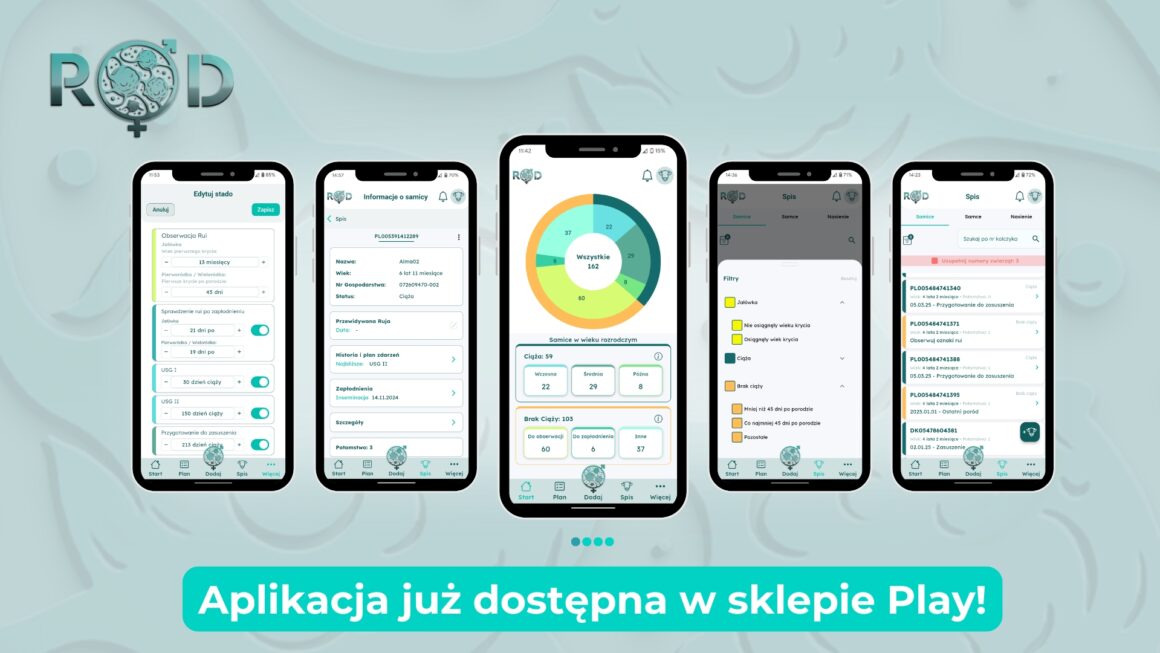 Jak zarządzać rozrodem bydła z aplikacją ROD?